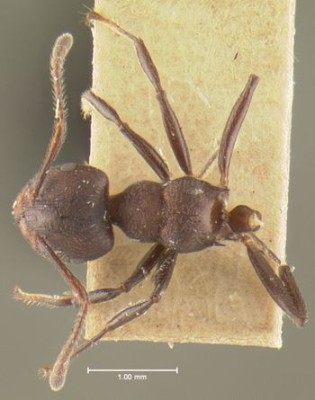 Media type: image; Entomology 20820   Aspect: habitus dorsal view